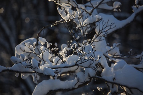 After the Snow Falls After the Snow Falls